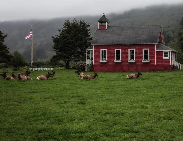 Великий лося стадо в будинку старої школи — стокове фото
