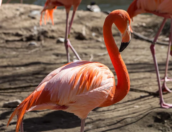 Flexibele en kleurrijke Flamingo — Stockfoto