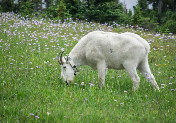Cabra montés de pastoreo — Foto de Stock