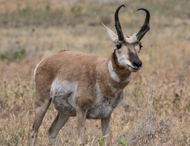 Pronghorn Antelope in Wyoming clipart