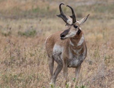Pronghorn Antelope, Montana clipart