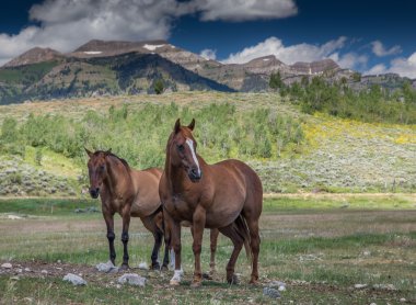 Atları Wyoming