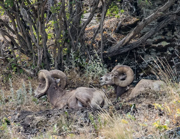 Ovelhas Bighorn na encosta — Fotografia de Stock