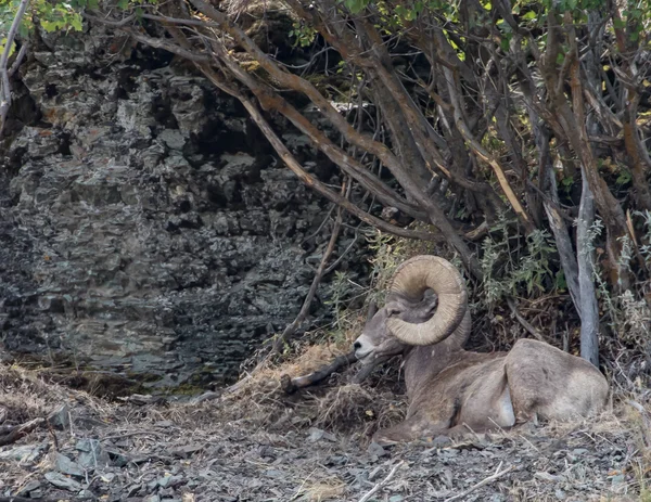 Bighorn πρόβατα στις λοφοπλαγιές — Φωτογραφία Αρχείου