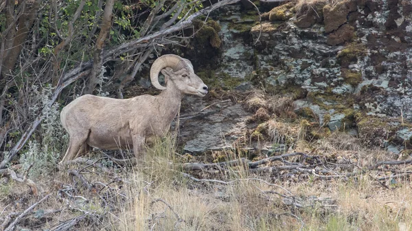 Bighorn får på sluttningen — Stockfoto