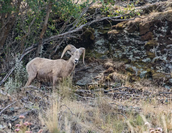 Bighorn πρόβατα στις λοφοπλαγιές — Φωτογραφία Αρχείου