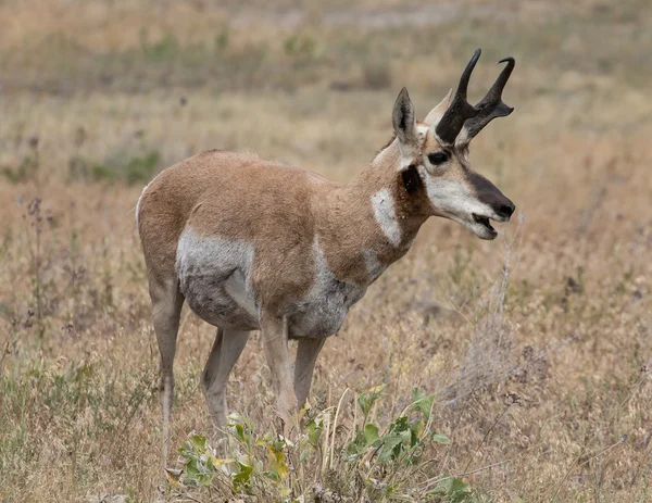 Antylopa Pronghorn w Wyoming — Zdjęcie stockowe