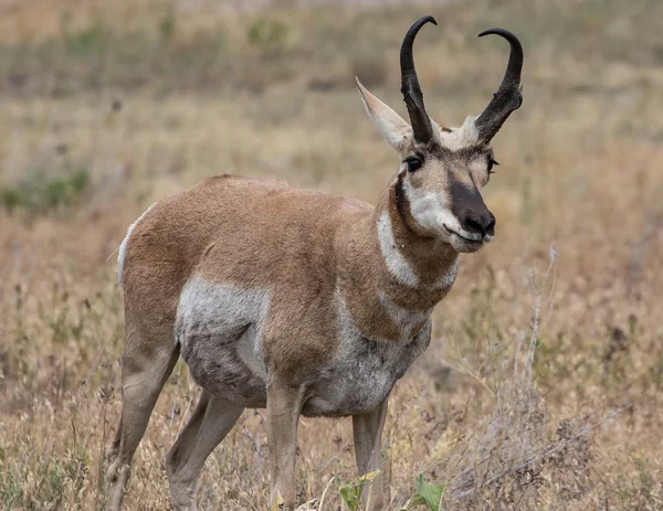 Antylopa Pronghorn w Wyoming — Zdjęcie stockowe