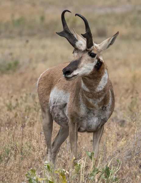 Pronghorn antilop, Montana — Stockfoto