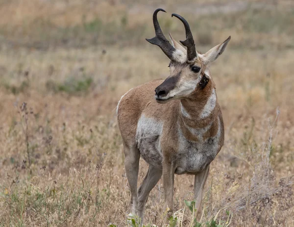 Pronghorn antylopa, Montana — Zdjęcie stockowe