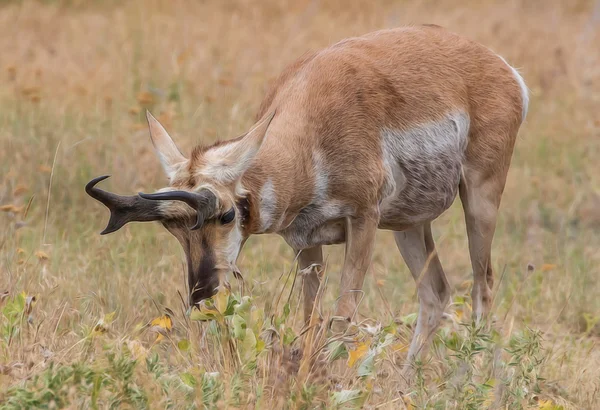 Gabelbock, Montana — Stockfoto