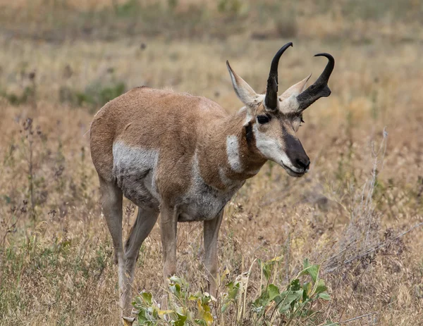 Pronghorn antylopa, Montana — Zdjęcie stockowe