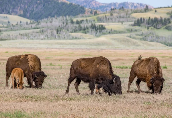 Manada de bisontes de Wyoming —  Fotos de Stock