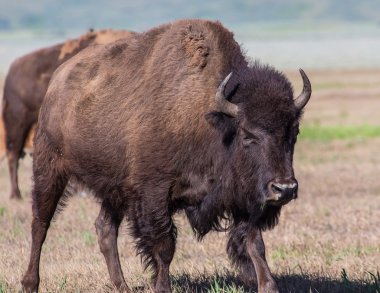 Wyoming Amerikan bizonu