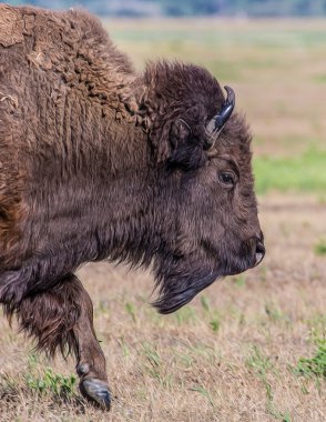Wyoming Amerikan bizonu