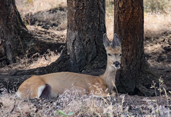 Hirschweibchen im Schatten — Stockfoto