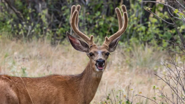 Großer bock in montana — Stockfoto