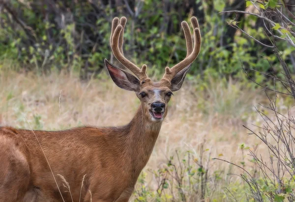 Gorgeous Buck in the Field — Stock Photo, Image