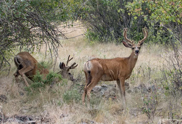 Dois grandes Bucks — Fotografia de Stock