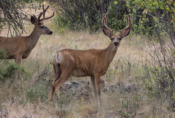 Grandes Bucks em Montana — Fotografia de Stock