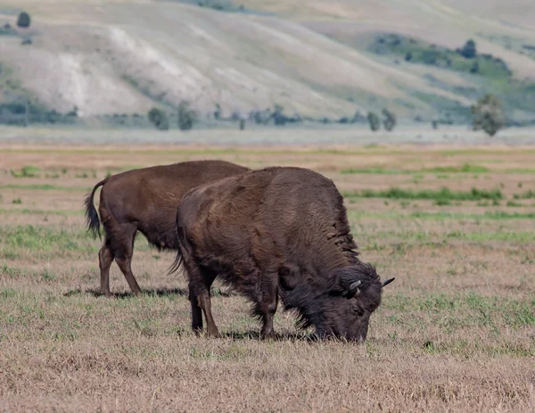 American Bison Grazing — Stock Photo, Image