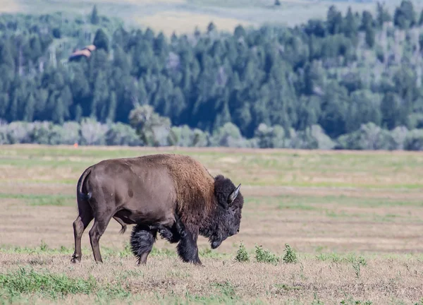 Amerikan bizonu otlatma — Stok fotoğraf