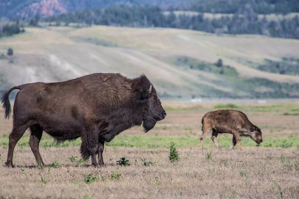American Bison in Wyoming — Stock Photo, Image