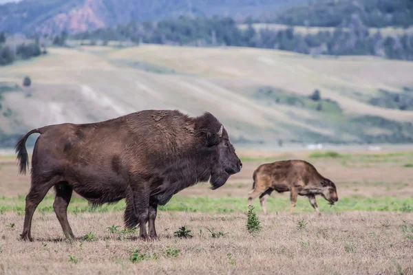 American Bison in Wyoming — Stock Photo, Image