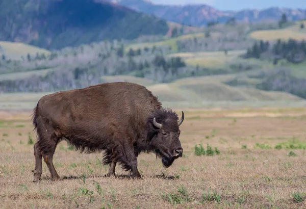 Wyoming Amerikan bizonu — Stok fotoğraf