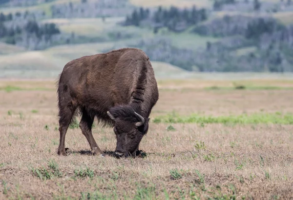 Wyoming Amerikan bizonu — Stok fotoğraf