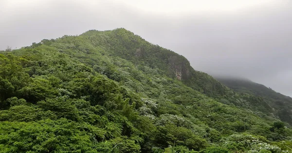 エル yunque 熱帯雨林 — ストック写真