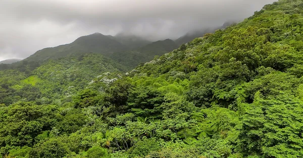 Ель Yunque тропічного лісу — стокове фото