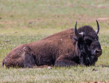 Arizona Amerikan bizonu