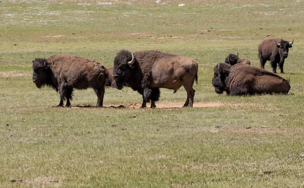 Arizona Amerikan bizonu — Stok fotoğraf