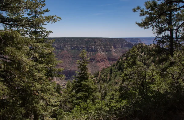 North Rim Grand Canyon — Stockfoto