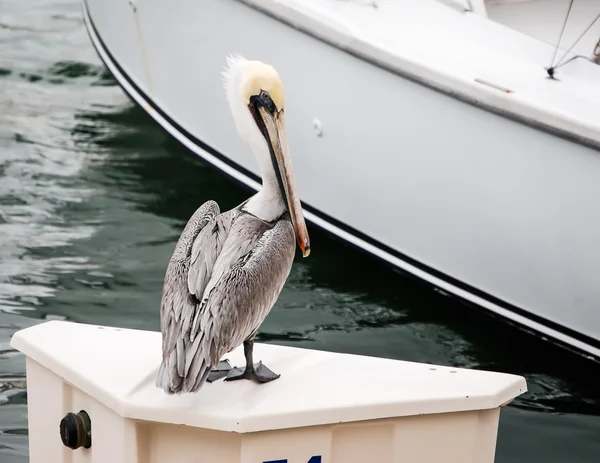 Pelican in Cabo — Stock Photo, Image