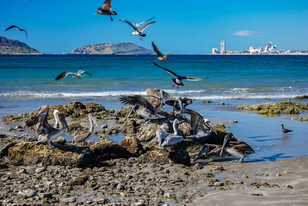 Pelikaner i Mazatlan — Stockfoto
