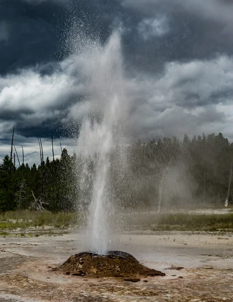 Geyser en éruption à Yellowstone — Photo