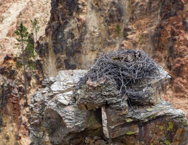 Eagle's Nest Yellowstone