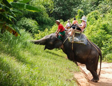 Phuket fil binmek