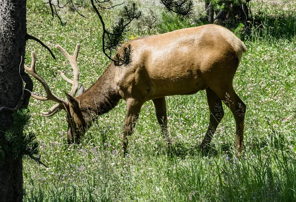 Elk in Yellowstone — Stock Photo, Image