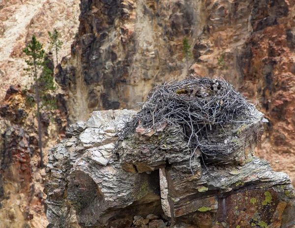 Nido de águila Yellowstone — Foto de Stock