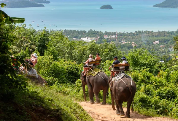 Phuket fil binmek — Stok fotoğraf