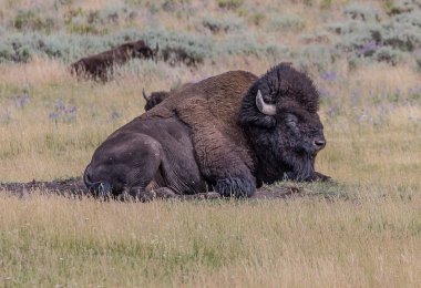 bizon Yellowstone