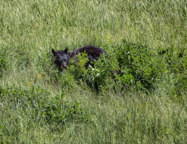 ayı yavrularını oynarken