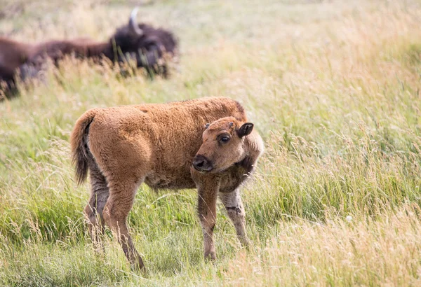 Yellowstone'da genç Bison — Stok fotoğraf