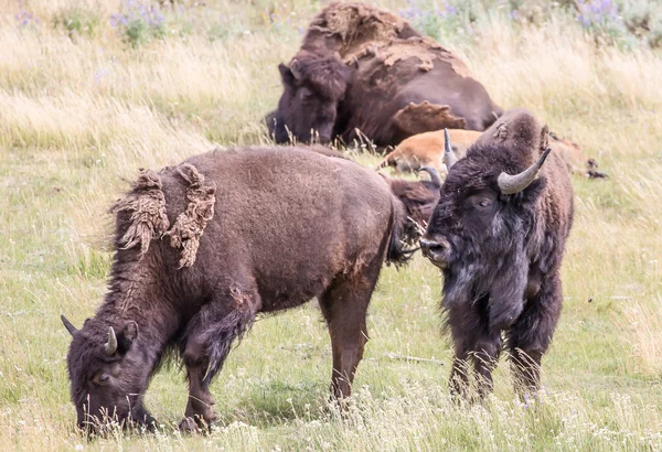 Bison in Yellowstone — Stock Photo, Image