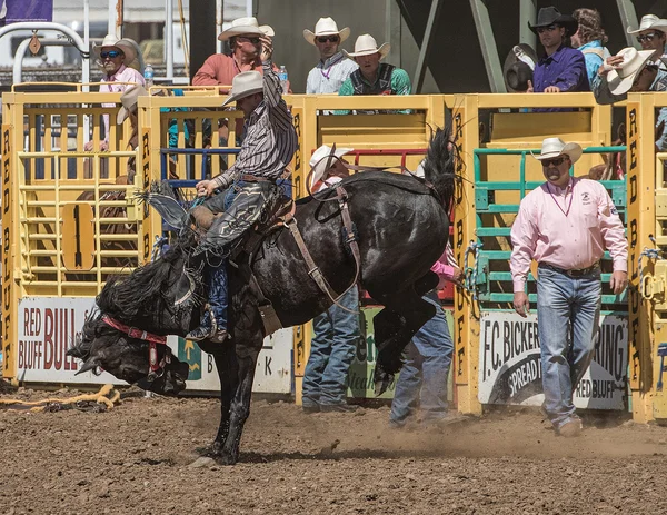 Een Bronc Rider bezit op strakke — Stockfoto