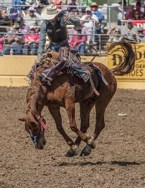 Un jinete del Bronc se mantiene firme —  Fotos de Stock