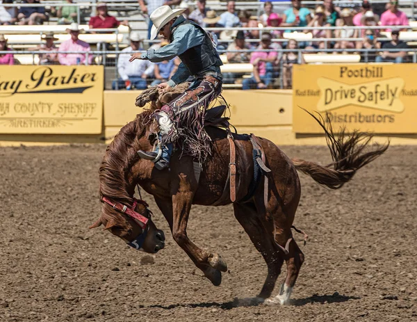 Een Bronc Rider bezit op strakke — Stockfoto